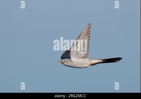 Cuckoo comune (Cuculus canorus) nei Paesi Bassi. Foto Stock