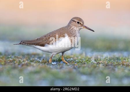 Stint di Temminck (Calidris temminckii), vista laterale di un adulto in piedi in una palude, Campania, Italia Foto Stock