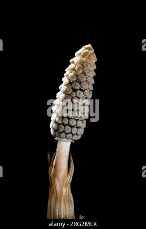 Bospaardenstaart, Wood Horsetail, Equisetum sylvaticum Foto Stock