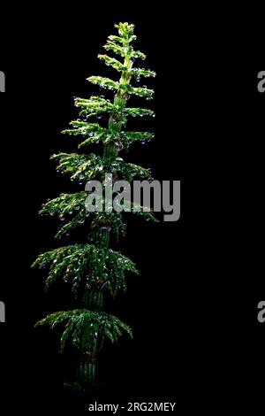 Bospaardenstaart, Wood Horsetail, Equisetum sylvaticum Foto Stock