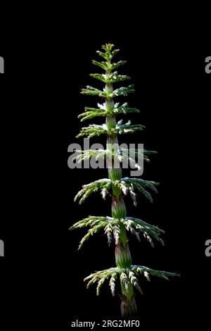 Bospaardenstaart, Wood Horsetail, Equisetum sylvaticum Foto Stock