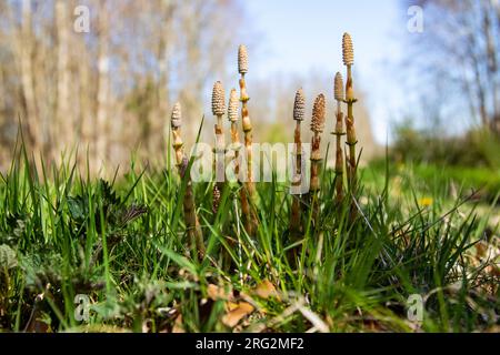 Bospaardenstaart, Wood Horsetail, Equisetum sylvaticum Foto Stock