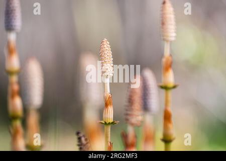 Bospaardenstaart, Wood Horsetail, Equisetum sylvaticum Foto Stock