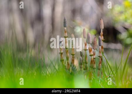 Bospaardenstaart, Wood Horsetail, Equisetum sylvaticum Foto Stock