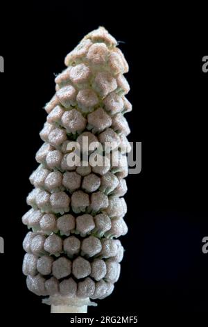 Bospaardenstaart, Wood Horsetail, Equisetum sylvaticum Foto Stock