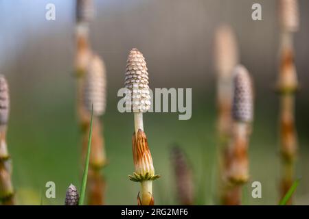 Bospaardenstaart, Wood Horsetail, Equisetum sylvaticum Foto Stock