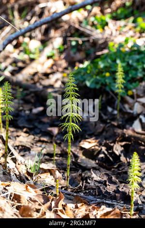 Bospaardenstaart, Wood Horsetail, Equisetum sylvaticum Foto Stock