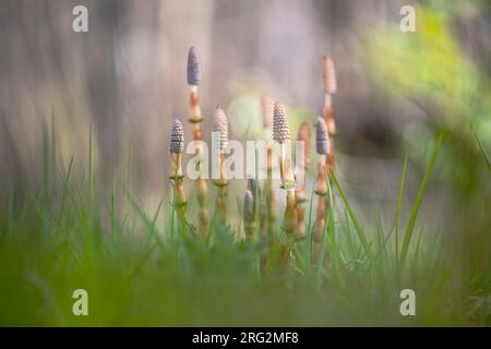 Bospaardenstaart, Wood Horsetail, Equisetum sylvaticum Foto Stock