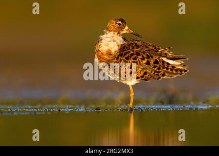 Maschio Ruff, Philomachus pugnax, in Italia. Foto Stock