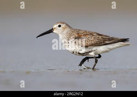 Adulti American Dunlin, Calidris alpina pacifica/hudsonia. Si sta modellando nel piumaggio estivo. Galveston Co., Texas, USA. Foto Stock