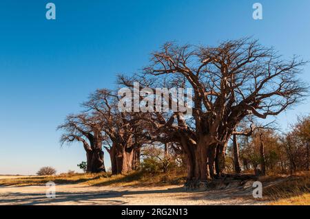 I baobab di Baines sono un gruppo di 7 baobab, specie di Adansonia, un arrangiamento insolito per questa specie. Essi sono anche noti come il SIS addormentata Foto Stock