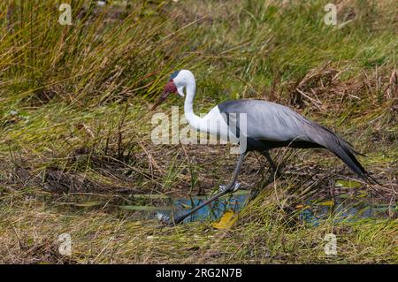 Ritratto di una gru wattled, carunculatus di Bugeranus, caccia. Zona di concessione di Khwai, Delta di Okavango, Botswana. Foto Stock