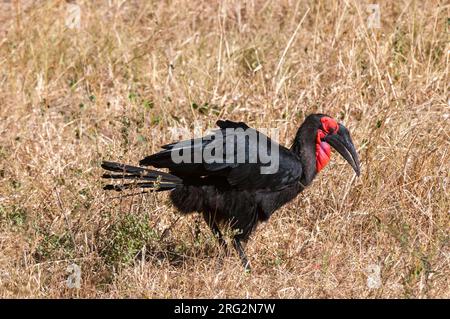 Ritratto di un hornbill suolo meridionale, Bucorvus cafer, caccia. Zona di concessione di Khwai, Delta di Okavango, Botswana. Foto Stock