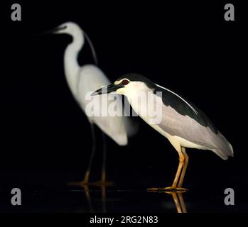 Heron notturno con corona nera (Nycticorax nycticorax) in piedi in acque poco profonde con Little Egret sullo sfondo. Foto Stock