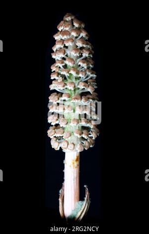 Bospaardenstaart, Wood Horsetail, Equisetum sylvaticum Foto Stock