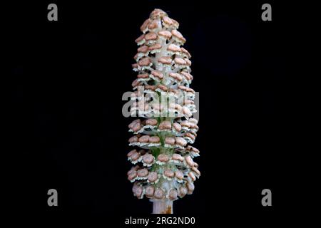 Bospaardenstaart, Wood Horsetail, Equisetum sylvaticum Foto Stock