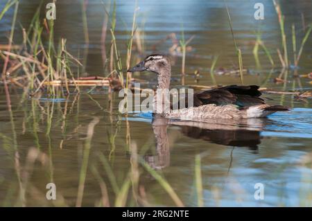 Ritratto di un'anatra femmina con boccale o pettine, Sarkidiornis melanotos, nuoto. Zona di concessione di Khwai, Delta di Okavango, Botswana. Foto Stock