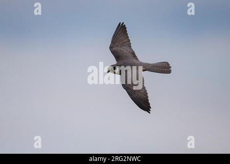 Boomvalk inm vlucht; Northern Hobby in volo Foto Stock