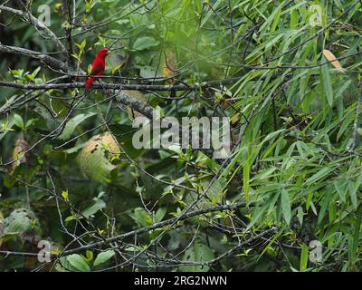 Maschio Scarlet finch (Carpodacus sipahi) nel nord-est dell'India. Foto Stock