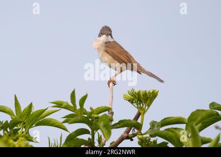 Adult Common Whitethroat sul post della canzone Foto Stock