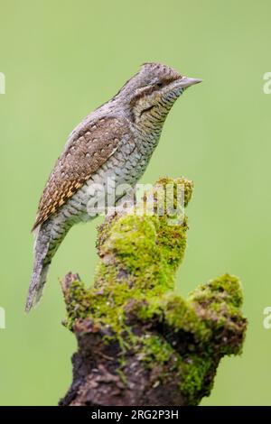 Eurasian Wryneck (Jynx Torquilla), vista laterale di un adulto arroccato su un vecchio ramo, Campania, Italia Foto Stock