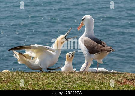 Albatross adulto dal sopracciglio nero (Thalassarche melanophrys) arrabbiato da European Gannet a Heligoland, Germania. Foto Stock