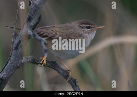 Radde's Warbler (Phylloscopus schwarzi), vista laterale di un uccello a Happy Island, in Cina Foto Stock