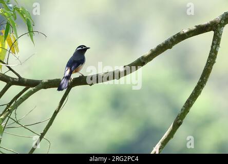 Sibia dalle orecchie bianche (Heterophasia auricularis) su Taiwan. In estate abita foreste sempreverdi, tra cui foreste miste di conifere a foglia larga. Foto Stock