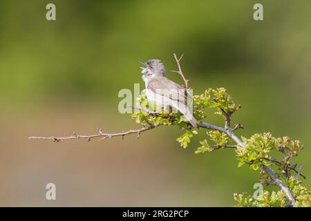 Braamsluiper, Lesser Whitethroat, Sylvia curruca maschio sul posto di canto in May thorn Foto Stock