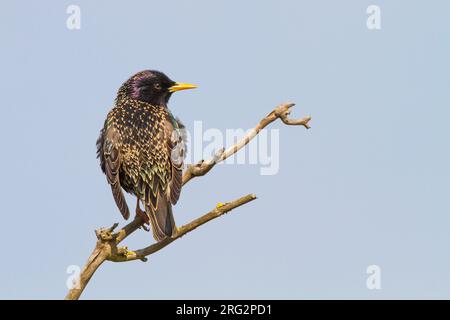 Eurasian Starling, Sturnus vulgaris adulto, presumibilmente femmina, arroccato sul ramo morto al sole Foto Stock