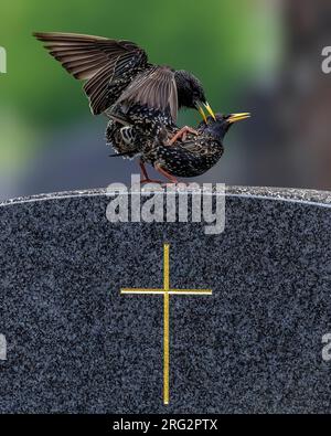 Coppia di adulti Common Starling (Sturnus vulgaris vulgaris) che si accoppia su una tomba iin Friedhof Wien Meidling, Vienna, Austria. Foto Stock