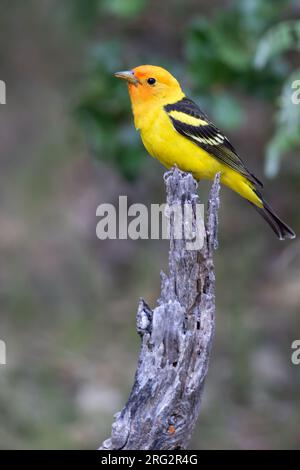 Tanager occidentale (Piranga ludoviciana) maschio adulto in Nord America. Foto Stock