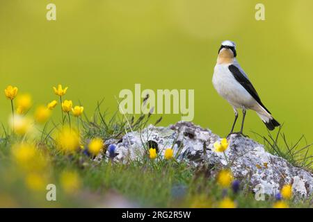 Adulto maschio del Wheatear settentrionale, Oenanthe oenanthe, arroccato su una roccia in un verde prato di montagna in Italia. Foto Stock