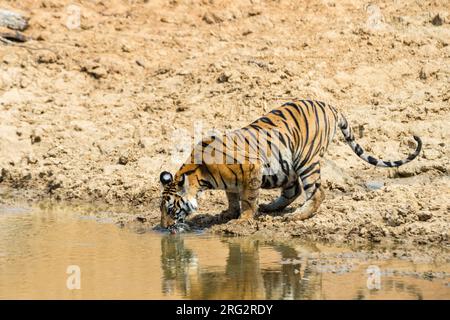 Tigre di Bengala, tigre di Panthera tigris, acqua potabile dal waterhole in India Bandhavgarh National Park. Madhya Pradesh, India. Foto Stock