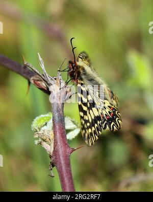 Festoon meridionale (Zerynthia polyxena) ha preso il 02/05/2015 a Bormes - Francia Foto Stock