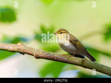 Legno Warbler (Phylloscopus sibilatrix) nella foresta dei Paesi Bassi. Foto Stock