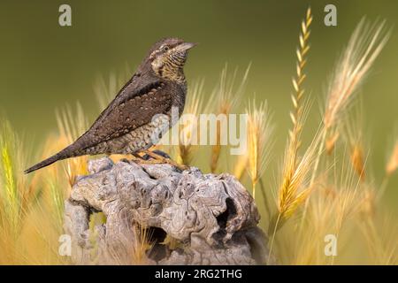 Eurasiatico Wryneck, Jynx torquilla, in Italia. Foto Stock