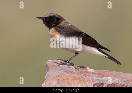 Oostelijke bionda Tapuit vrouw zittend op marcisce; Nero orientale-eared culbianco femmina appollaiato sulla roccia Foto Stock