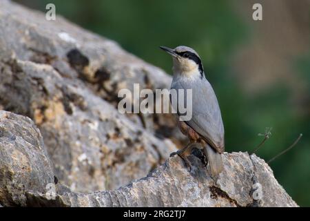 Grote Rotsklever zittend op marcisce; Rock-Nuthatch orientale appollaiato sulla roccia Foto Stock