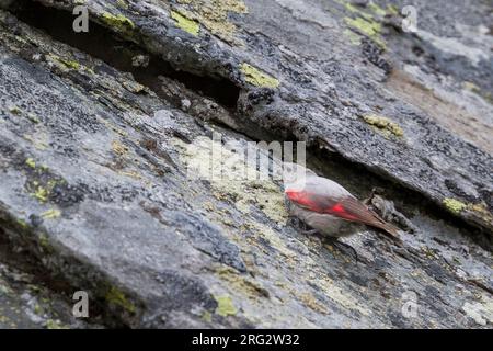 Picchio muraiolo, Tichodroma muraria, Svizzera, femmina adulta Foto Stock