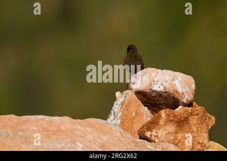 Nero - Culbianco Trauersteinschmätzer - Oenanthe leucura ssp. riggenbachi, Marocco, femmina adulta Foto Stock