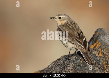 Acqua - Pipit Bergpieper - Anthus spinoletta ssp. blakistoni, Kirghizistan, adulti Foto Stock