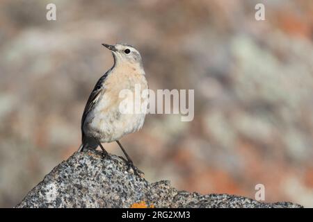 Acqua - Pipit Bergpieper - Anthus spinoletta ssp. blakistoni, Kirghizistan, adulti Foto Stock