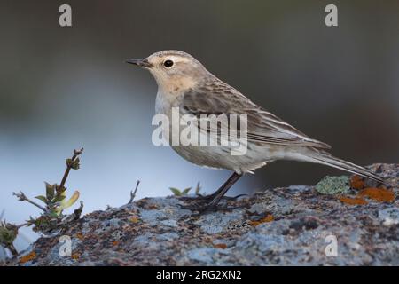 Acqua - Pipit Bergpieper - Anthus spinoletta ssp. blakistoni, Kirghizistan, adulti Foto Stock