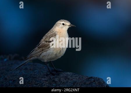 Acqua - Pipit Bergpieper - Anthus spinoletta ssp. blakistoni, Kirghizistan, adulti Foto Stock