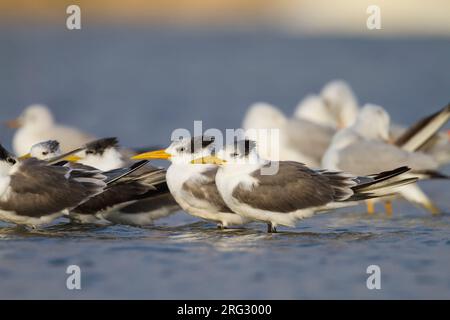 Maggiore Crested Tern - Eilseeschwalbe - Thalasseus bergii velox, Oman Foto Stock