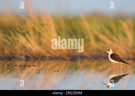 Black-winged Stilt - Stelzenläufer - Himantopus himantopus ssp. himantopus, Russia (Tscheljabinsk), femmina adulta Foto Stock