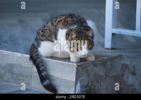 Il gatto siede sul portico della casa Foto Stock