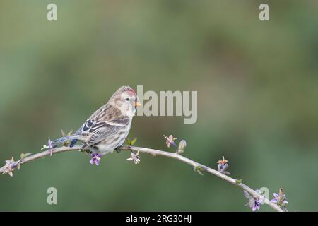 Redpoll comune - Taiga-BIrkenzeisig - Carduelis flammea flammea, Germania Foto Stock