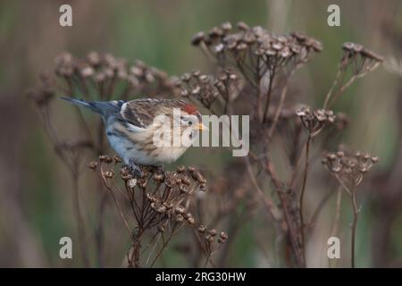 Redpoll comune - Taiga-BIrkenzeisig - Carduelis flammea flammea, Germania Foto Stock